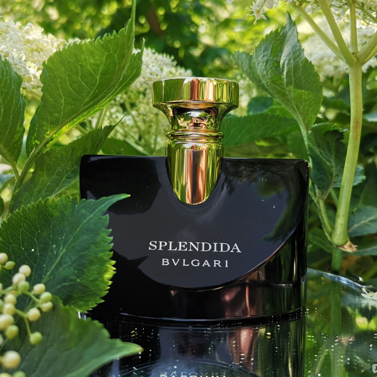 Bvlgari Splendida Jasmin Noir EdP