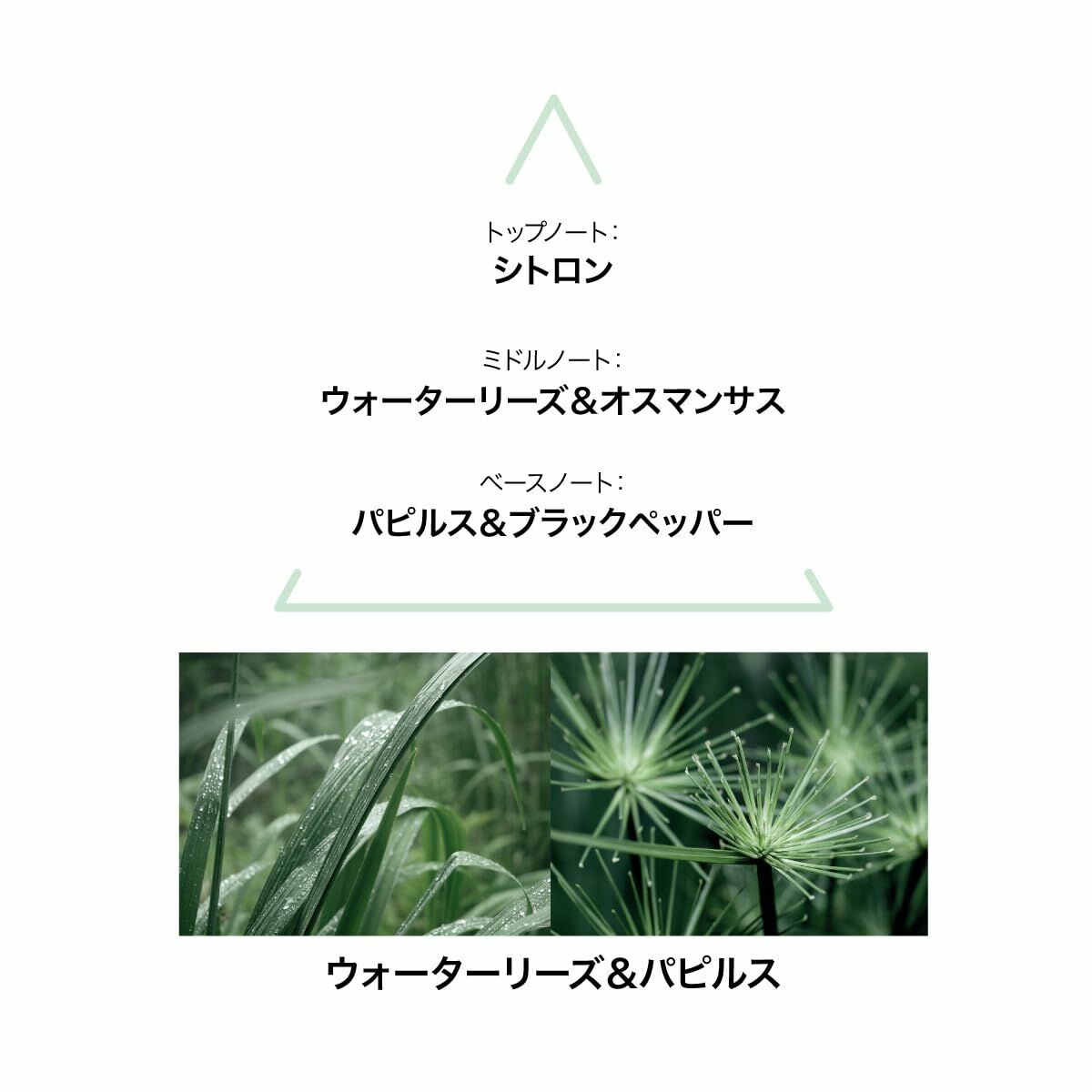 Le couvent aqua nymphae botanical edc
