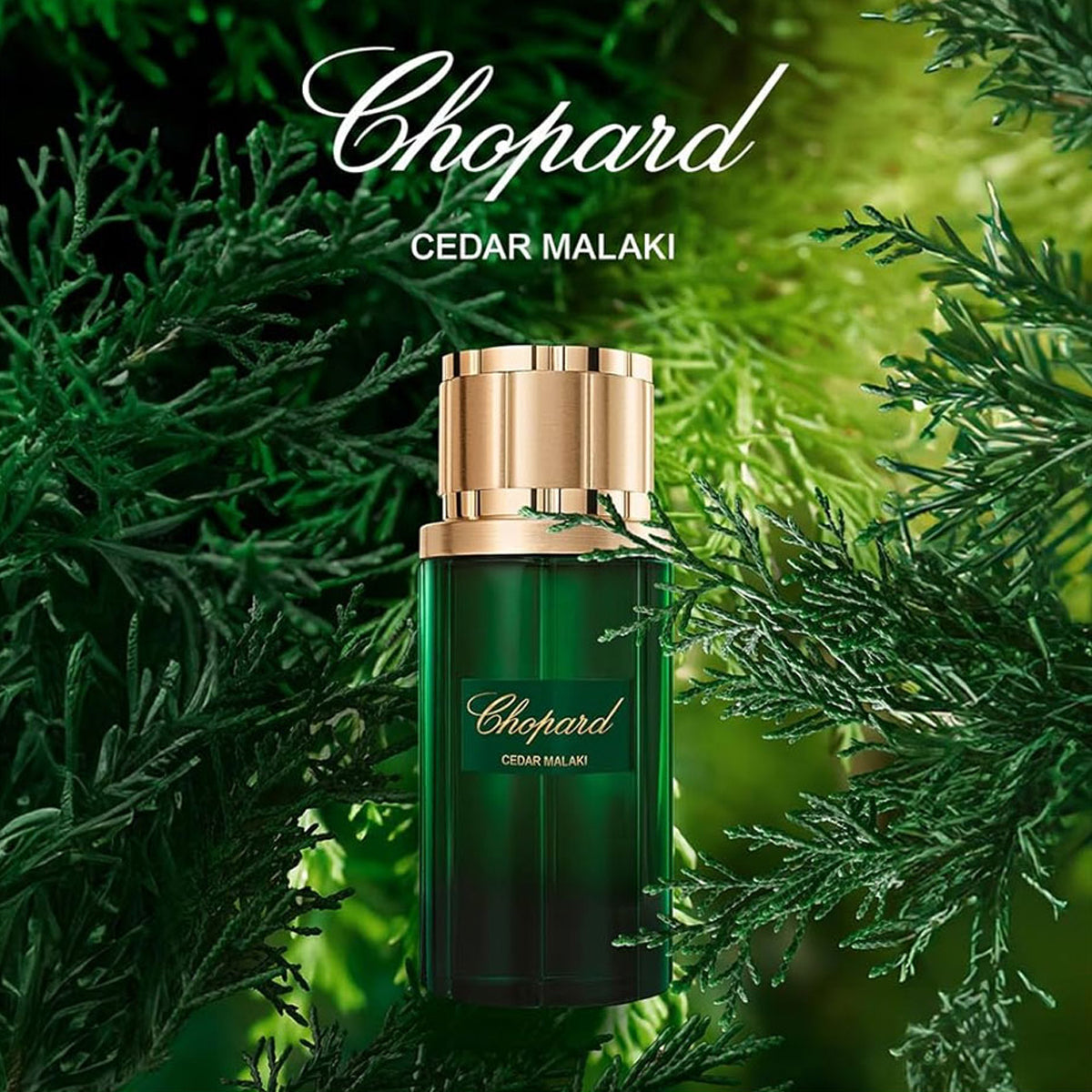 Chopard Cedar Malaki EdP